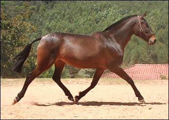 XITARA JRS