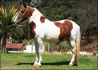 PIMPOLHO