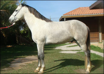TALISMÃ DO PUPIO