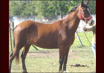 BETHANIA
