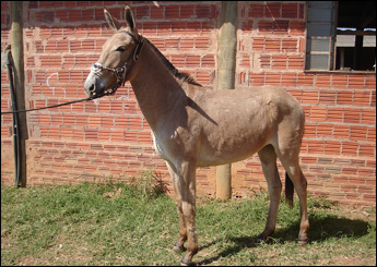 CABREUVA