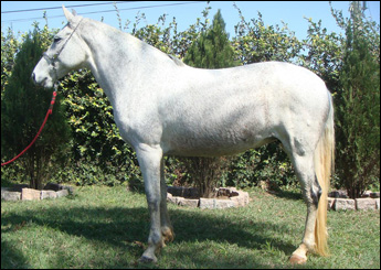 FEITICEIRA DO RANCHO DO ACASO