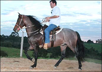 BOLERO DA MOITA