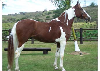 TUPA DO VALE SNW