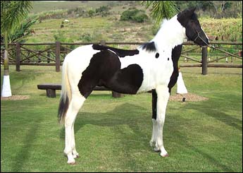 H-KHAN DO VALE SNW