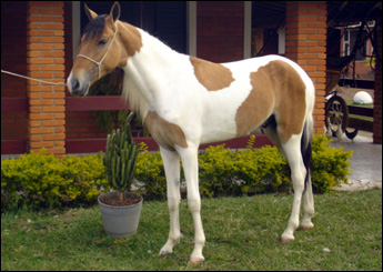 MAIKE DO RECANTO DOS AMIGOS
