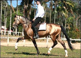 VAIDOSO DO CONDE