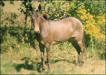 RANCHEIRA