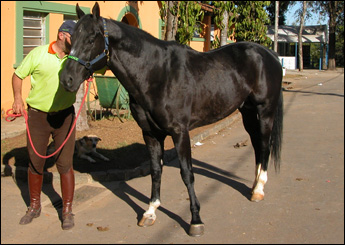 BLACK JACK