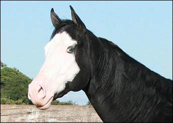 SPECIAL COLT RP