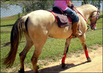 DONA LOLA DO HARAS ROSSO