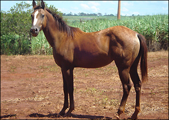 BONANZA STAR JCR