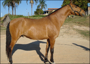 DOURADO