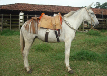 BAILARINA