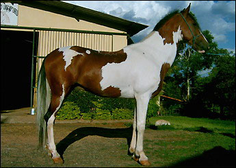 ARITANA LF