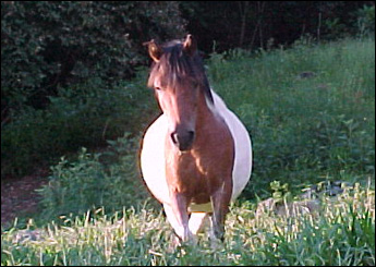 JUNIOR
