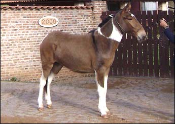 COLEIRA