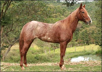 SAFIRA