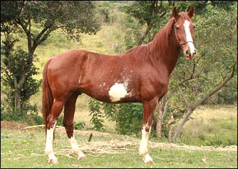 TONANTE