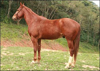 BRISANTE