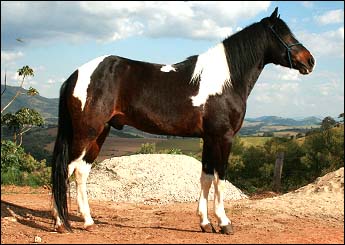 ZORRO