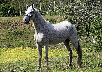 ORLA DE PARANAMBUCO
