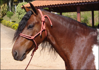 PINGO