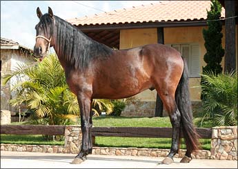 AVIADOR DO PASSARGADA