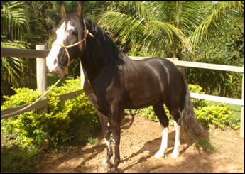COMANCHE DO MORRO DA LUA