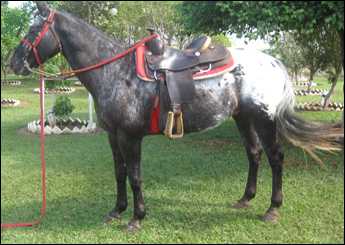 DIAMANTE