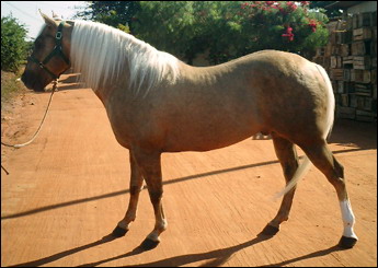 PALOMINO