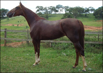 ELIZABETH DA JAUAPERI (TE)