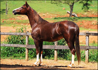 XERAZADI DA FUMAÇA