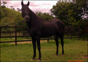 DIAMANTE NEGRO DA JM