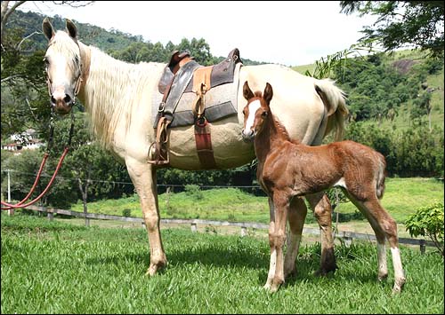 DIADORA E MONTANHA