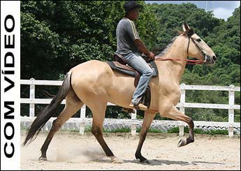 BADARROS DO HARAS ROSSO