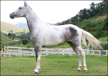 PITUCHA J.G.