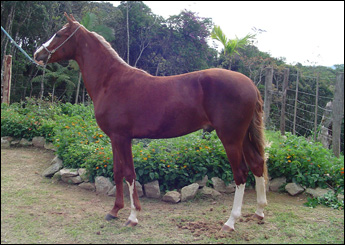 QUIMAR DA NORMA