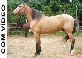 CAMPEIRO DO RASF