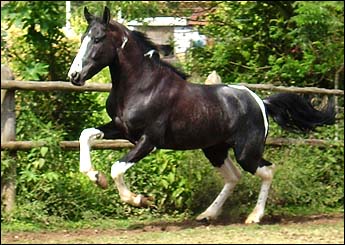 APACHE VEGAS