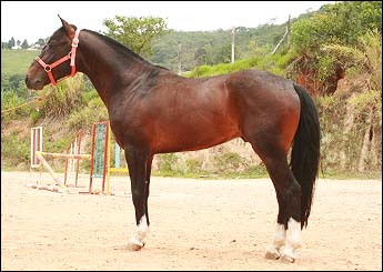 BALSEIRO DO JUNDIÁ