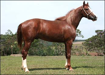 MALVAN ATR