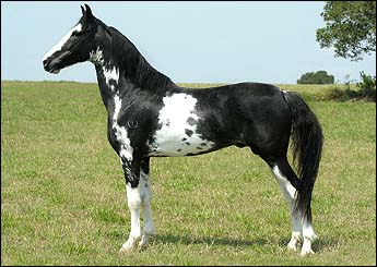NAIPE SCHARRU