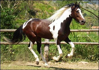 COLORADO DO NIGRI