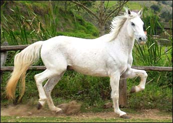 BACHAREL