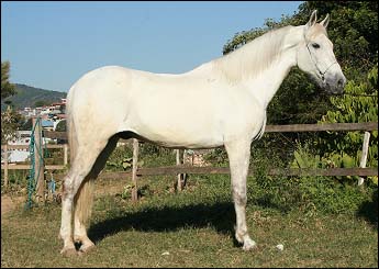 CHANTILY DO LUTY
