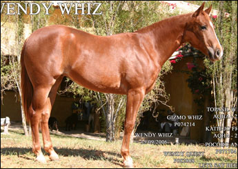 WENDY WHIZ