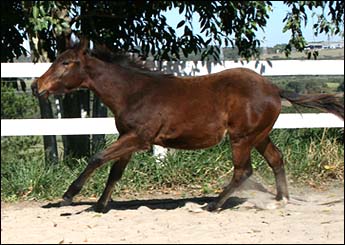 DASH TROUBLE TC