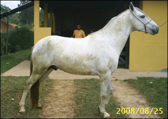 CAMPEÃO