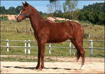 PROCYON DA MALAGUETA